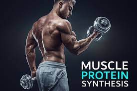 The Role of Protein in Muscle Health and Recovery